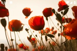 AccuWeather v20.7-1 安卓绿化版